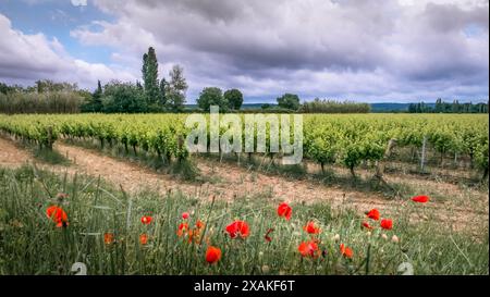 Frankreich, Weinberg bei Coursan im Frühjahr Stockfoto