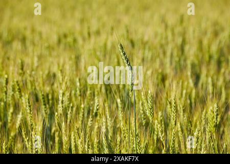 Grünen Weizen Ohren close-up auf dem Feld in der Reifezeit im Sommer Stockfoto