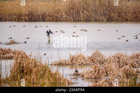 Lagune Riet Vell, im Ebro-Delta, an einem bewölkten Wintertag (Montsià, Tarragona, Katalonien, Spanien) ESP: Laguna de Riet Vell, en el Delta del Ebro Stockfoto