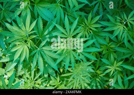 Cannabis Textur Marihuana Blatt Haufen Hintergrund mit flach Vintage-Stil Stockfoto