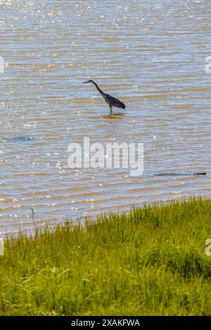 Der große Blaureiher ernährt sich am Ufer des Fraser River in Steveston Kanada Stockfoto