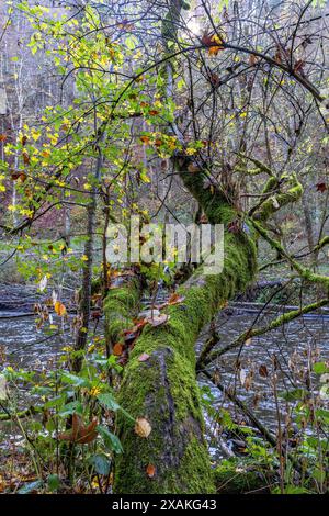 Europa, Deutschland, Baden-Württemberg, Naturpark Schwarzwald Südschwarzwald, Schluchtensteig, Moos bewachsener Baumstamm am Ufer der Wutach Stockfoto