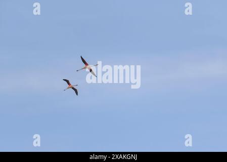 Zwei größere Flamingos (Phoenicopterus roseus) fliegen an einem Winternachmittag über die Bucht von Alfacs (Montsià, Tarragona, Katalonien, Spanien) Stockfoto