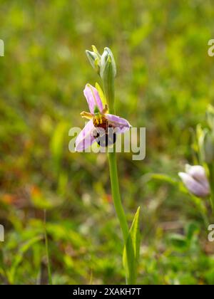 Bienenorchidee. Ophrys apifera. Zeigt die beiden Pollinien Stockfoto
