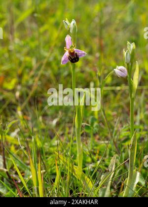 Bienenorchidee. Ophrys apifera. Zeigt die beiden Pollinien Stockfoto