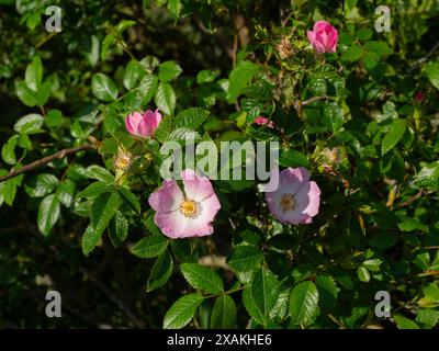 Wilde Rose - HUNDEROSE (Rosa canina) Nahaufnahme der Blumen Stockfoto