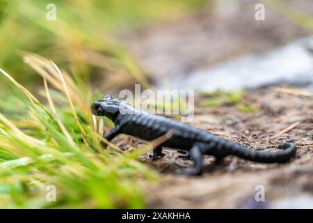 Europa, Österreich, Verwall, Tirol, Kappl, Alpensalamander auf Bergweg Stockfoto