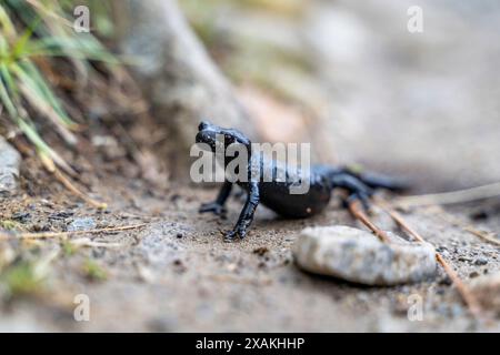 Europa, Österreich, Verwall, Tirol, Kappl, Alpensalamander auf Bergweg Stockfoto