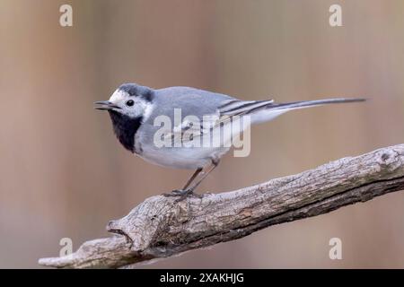 White Wagtail, Motacilla alba alba, alleinstehender Erwachsener stehend auf einem Zweig in der Nähe von Wasser, Hortobagy, Ungarn, 2. Mai 2024 Stockfoto