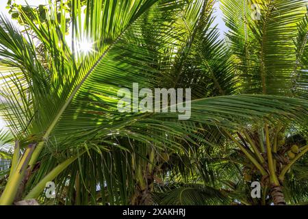 Nordamerika, Karibik, Großantillen, Hispaniola, Dominikanische Republik, nordküste, Cabarete, Sonnenschein durch Palmenblätter im Natura Cabana Boutique Hotel Stockfoto