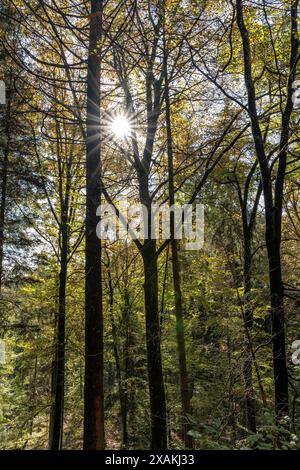 Europa, Deutschland, Baden-Württemberg, Schwarzwald, Naturpark Südschwarzwald, Schluchtensteig, Herbstsonne scheint durch die Baumkronen Stockfoto
