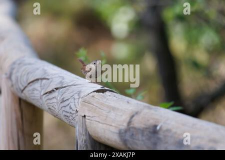 Eurasische Zäter, Troglodyten, die auf hölzernen Geländern sitzen und die Kamera im Erholungsgebiet Hortet del Pobre in Alcoy, Spanien, betrachten Stockfoto