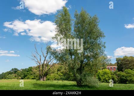 Knorriger Baum, im Gegensatz zu grüner Weide, Elbwiesen, Hohenwarthe, Sachsen-Anhalt, Deutschland Stockfoto