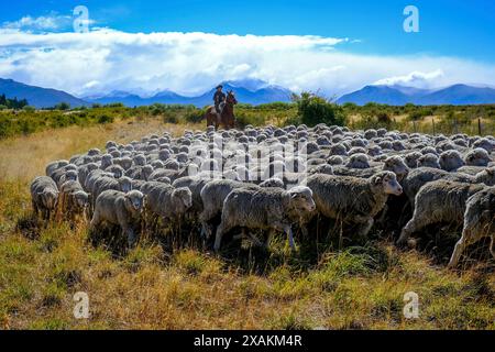 Gaucha mit Schafherde vor einem Panorama der Anden, El Calafate, Patagonien, Argentinien Stockfoto