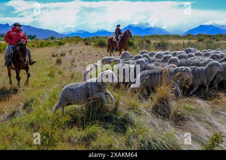 Gaucha und Gaucho mit Schafherde vor einem Panorama der Anden, El Calafate, Patagonien, Argentinien Stockfoto