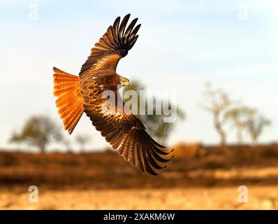 Roter Drachen (Milvus milvus) im Flug, Pyrenäen, Spanien Stockfoto