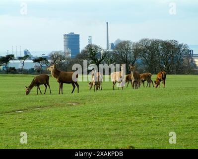 Damhirsche im Margam Country Park mit Port Talbot Steelworks und Hafen im Hintergrund. Stockfoto