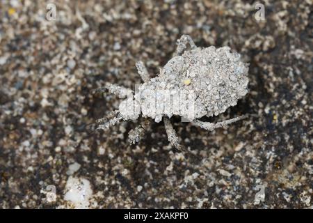 Staubwanze, Maskierter Strolch, Kotwanze, Große Raubwanze, Larve, Nymphe, hat sich mit Sandkörnern getarnt, Reduvius personatus, Maskenjäger, Fliegenbu Stockfoto