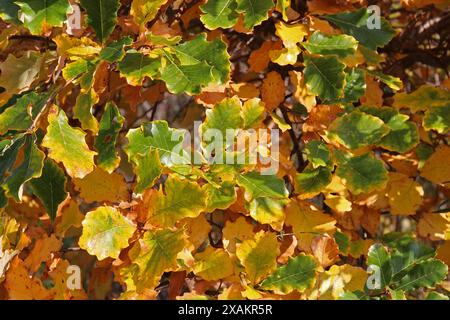 Naturtapete mit Nahaufnahme von Blättern, die von Grün zu Gelb, Rot und Orange werden, auf einer Sumpfeiche Stockfoto