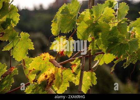 Weinblätter und Weinrebe auf einem Feld im Chianti-Gebiet im Herbst, Italien Stockfoto
