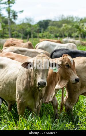 Brangus-Rinder auf Weide in Lateinamerika – Stockfoto Stockfoto