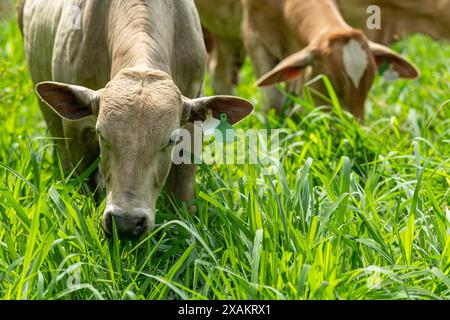 Brangus-Rinder auf Weide in Lateinamerika – Stockfoto Stockfoto