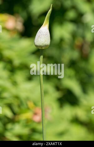 Blume, Blüte, Allium giganteum, Zierlauchs Stockfoto