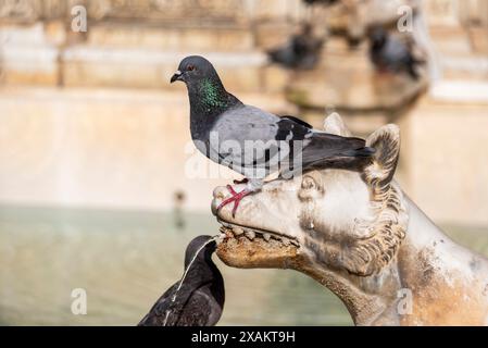 Tauben sitzen auf dem Gaia-Brunnen an der Piazza del Campo in Siena, Italien Stockfoto