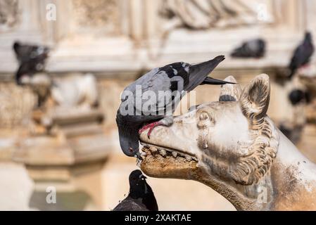 Tauben sitzen auf dem Gaia-Brunnen an der Piazza del Campo in Siena, Italien Stockfoto