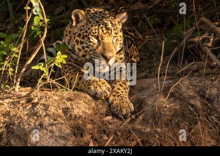 Nahaufnahme von Jaguar, der sich im Sonnenlicht an einem Flussufer liegend, brasilianische Feuchtgebiete, Pantanal, Brasilien Stockfoto