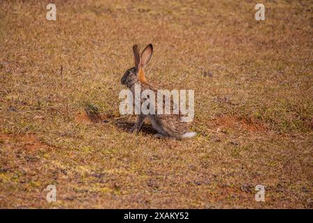 Peeling Hare Lepus saxatilis 15808 Stockfoto