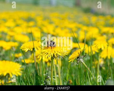 Weißschwanzhummel auf Löwenzahn Stockfoto