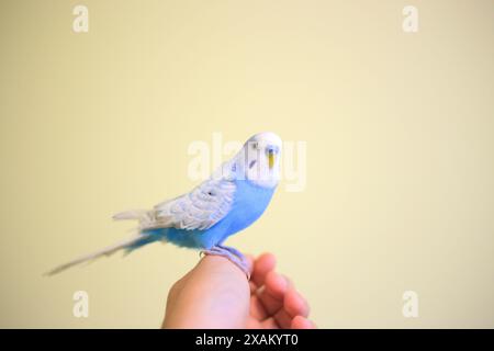 Wunderschöner blauer Budgie-Papagei, der auf der Hand sitzt Stockfoto