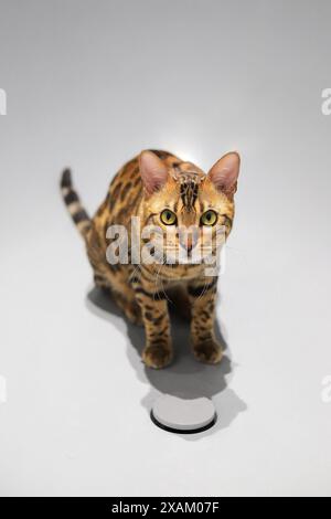 Die bengalische Katze sitzt zu Hause auf der weißen Badewanne Stockfoto