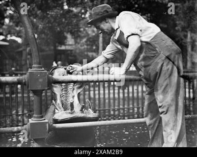 Central Park – Nilpferd füttern, zwischen 1910 und 1915. Stockfoto