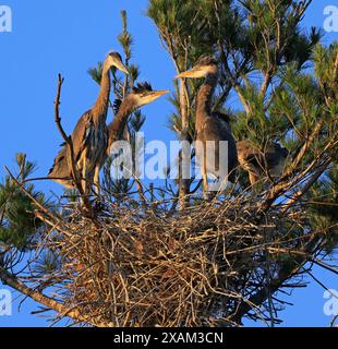 Große Blaureiher Babys im Nest, Kanada Stockfoto