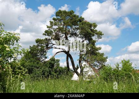 Grüne Landschaft im Park rund um das Schloss Schleissheim im Dorf Oberschleissheim, Vorort München, Bayern. Stockfoto