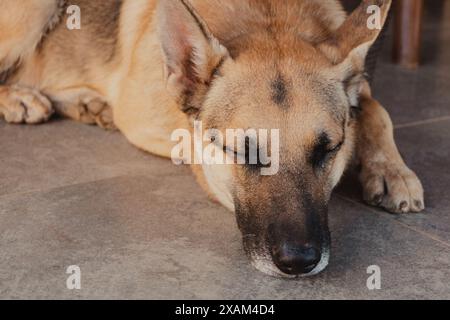 Nahaufnahme des Schäferhundes, der schläft Stockfoto