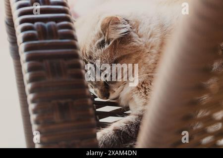 Nahaufnahme der Katze, die auf dem Stuhl schläft Stockfoto