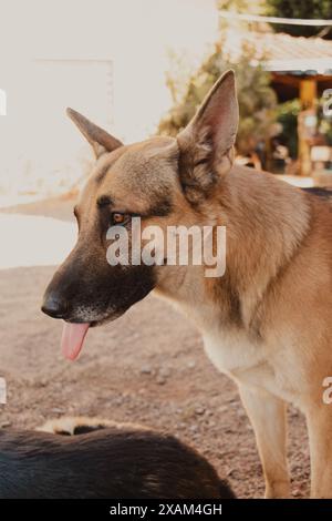 Porträt eines deutschen Schäferhundes mit ausgezogener Zunge Stockfoto