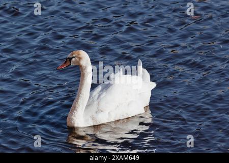 Ein weißer Schwan schwimmt anmutig auf einem ruhigen blauen See. Stockfoto