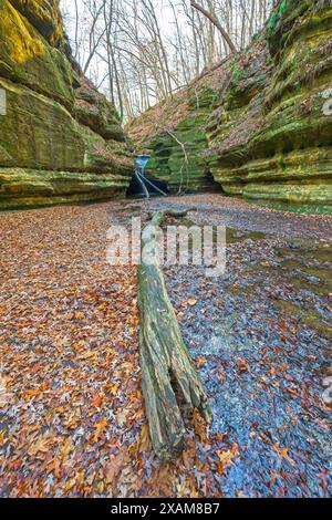 Rotting Log in a Quiet Canyon im späten Herbst im Starved Rock State Park in Illinois Stockfoto