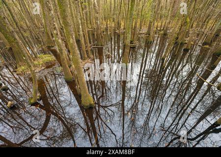 Forest Reflections tief im Boden des Congaree National Park in South Carolina Stockfoto