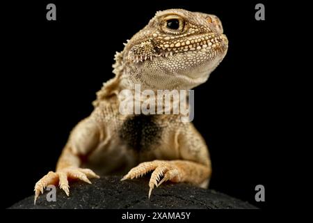 Die geheime Krötenkopf-Agameidechse (Phrynocephalus mystaceus). Stockfoto