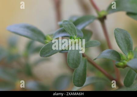 Nahaufnahme von Pflugzeug, das im Garten wächst. Stockfoto