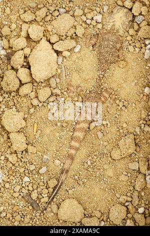 Tarnkröte-Agama-Eidechse (Phrynocephalus mystaceus). Stockfoto