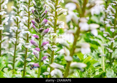 Eine blauschwarze Holzbiene an einem Akanthus. Akanthus Acanthus ist eine Pflanzengattung innerhalb der Familie der Akanthusgewächse Acanthaceae. Die Blauschwarze Holzbiene wurde zur Wildbiene des Jahres 2024 gekürt. Akanthus Acanthus *** Eine blau-schwarze Holzbiene auf einem Acanthus Acanthus Acanthus ist eine Pflanzengattung innerhalb der Acanthusfamilie Acanthaceae die blau-schwarze Holzbiene wurde als Wildbiene des Jahres 2024 Acanthus Acanthus ausgewählt Stockfoto