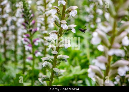 Eine blauschwarze Holzbiene an einem Akanthus. Akanthus Acanthus ist eine Pflanzengattung innerhalb der Familie der Akanthusgewächse Acanthaceae. Die Blauschwarze Holzbiene wurde zur Wildbiene des Jahres 2024 gekürt. Akanthus Acanthus *** Eine blau-schwarze Holzbiene auf einem Acanthus Acanthus Acanthus ist eine Pflanzengattung innerhalb der Acanthusfamilie Acanthaceae die blau-schwarze Holzbiene wurde als Wildbiene des Jahres 2024 Acanthus Acanthus ausgewählt Stockfoto