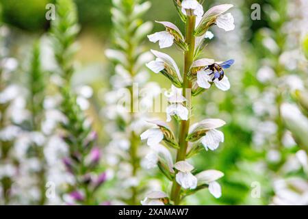 Eine blauschwarze Holzbiene an einem Akanthus. Akanthus Acanthus ist eine Pflanzengattung innerhalb der Familie der Akanthusgewächse Acanthaceae. Die Blauschwarze Holzbiene wurde zur Wildbiene des Jahres 2024 gekürt. Akanthus Acanthus *** Eine blau-schwarze Holzbiene auf einem Acanthus Acanthus Acanthus ist eine Pflanzengattung innerhalb der Acanthusfamilie Acanthaceae die blau-schwarze Holzbiene wurde als Wildbiene des Jahres 2024 Acanthus Acanthus ausgewählt Stockfoto