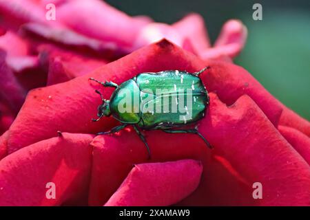 Der Käfer, auch bekannt als Maikäfer oder Doodlebug, sitzt auf grünem Blatt. Die Schädlingsbekämpfung im Garten. Tierwelt. Stockfoto